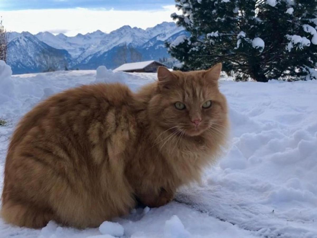 Hemerhof - Ferienwohnungen Oberstdorf Eksteriør bilde