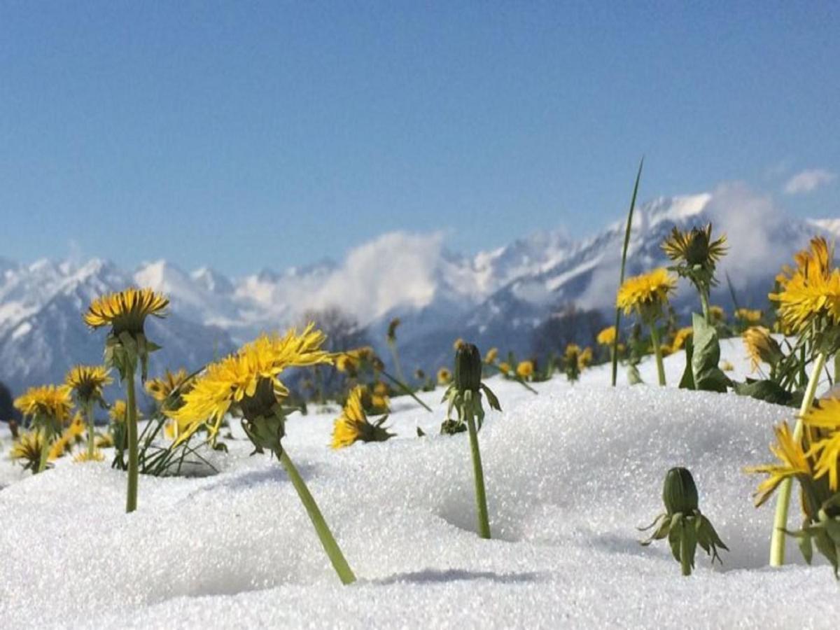 Hemerhof - Ferienwohnungen Oberstdorf Eksteriør bilde